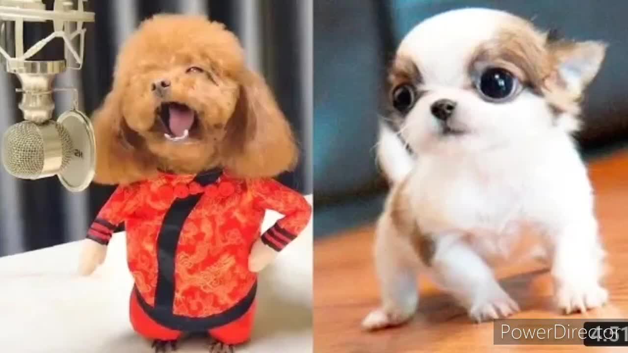 cute puppies🐶 cut funny Dogs compilation #1