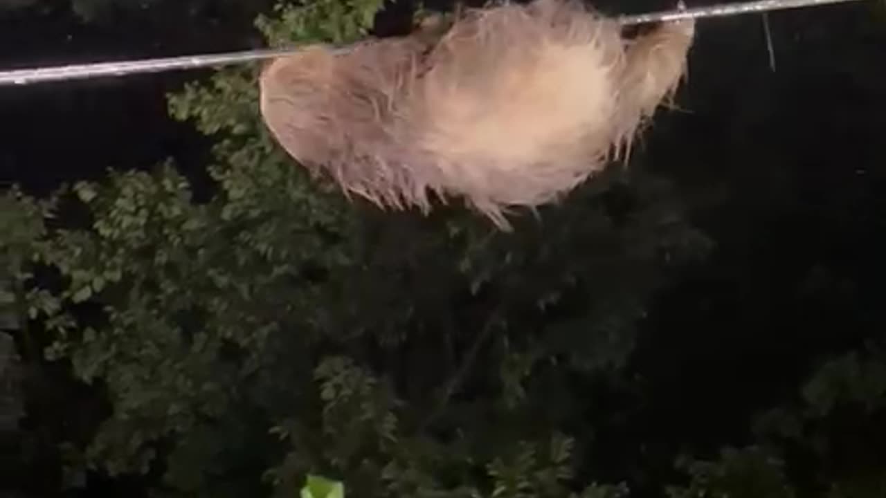 Zooming Sloth