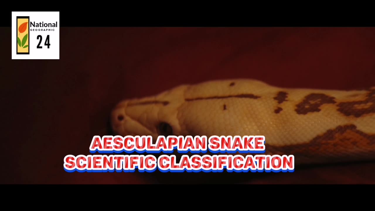 Aesculapian Snake Scientific Classification| National Geographic 24