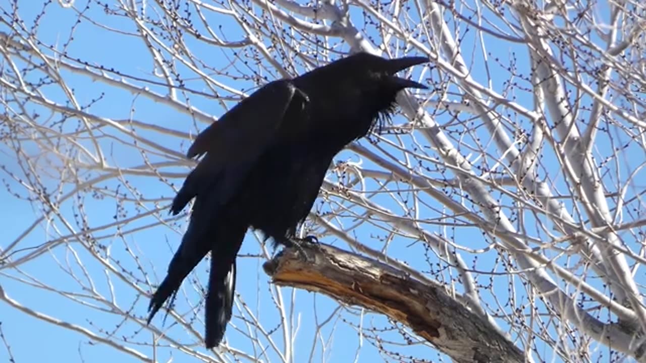 Raven_calling_to_friends