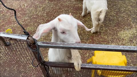 Baby Goats