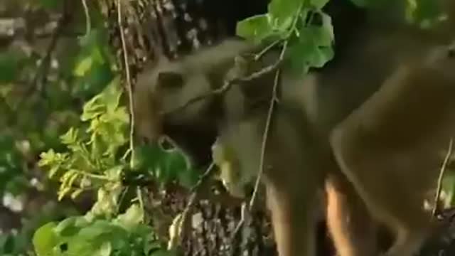 Animals Fight Video - Eagle Hunting Monkey - Sky Animals