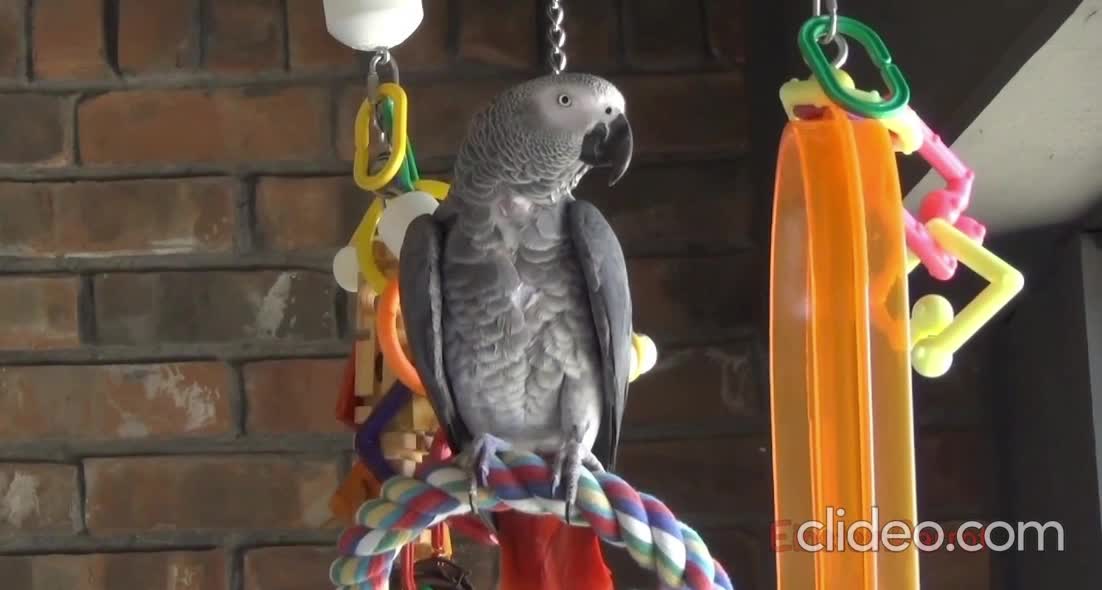 Einstein Parrot can talk better than most humans