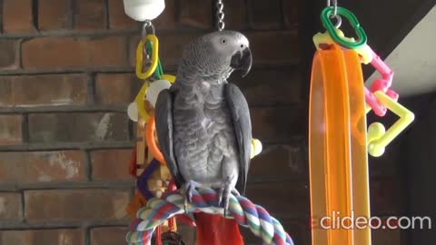 Einstein Parrot can talk better than most humans