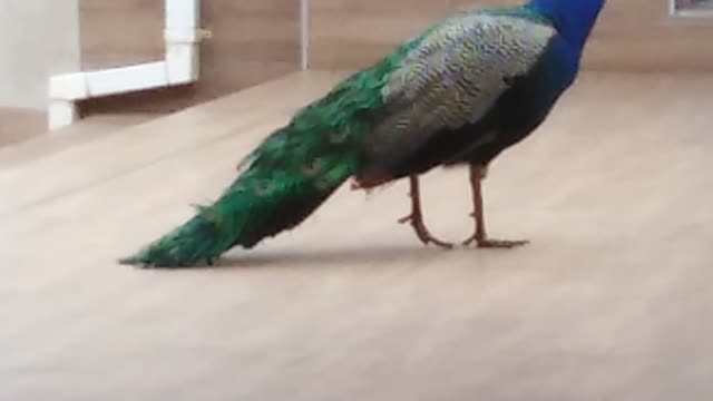 Peacock at Office