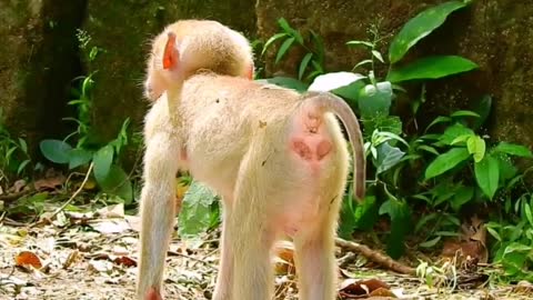 Wild Animals Hanging on the two Little Monkey Outdoors in Forest, Footage of Macaques,