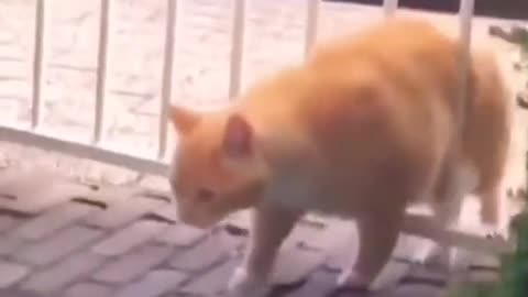 funnyvideo#cat#cute#pet