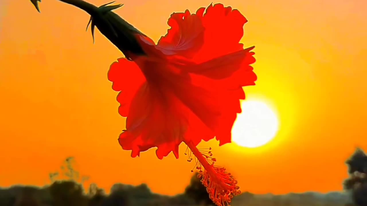 Natural videography #today #like #love π·πΈπΊ