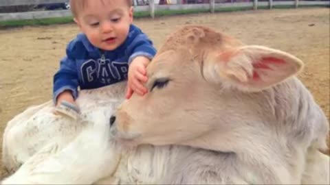 Babies & baby Cow 🐮🐮becomes Friend🐮🐮🐮