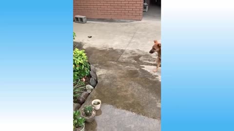 Pets And Funny Compilation 2020