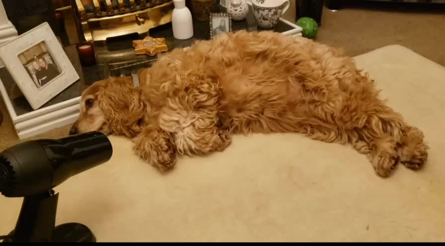 Cocker Spaniel absolutely loves her unique Christmas present