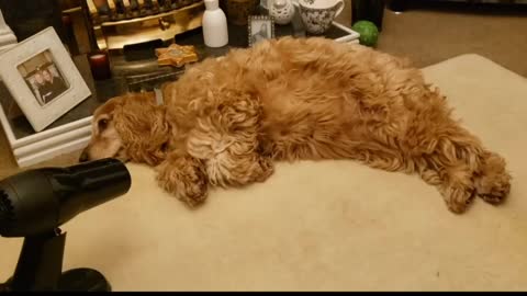 Cocker Spaniel absolutely loves her unique Christmas present