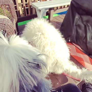 Bulldog plays with Goldendoodle puppy while little sister watches