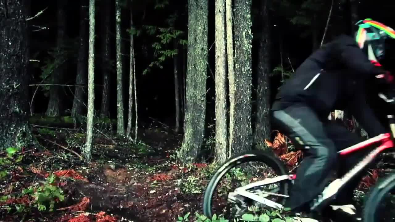 Amazing forest