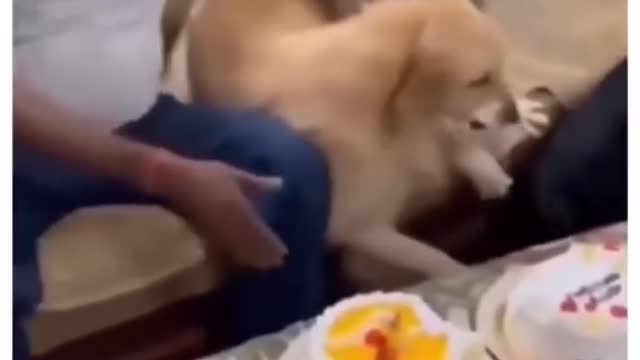 Cute cat funny cat videos