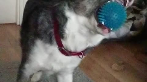 Slow motion dog fetching a ball