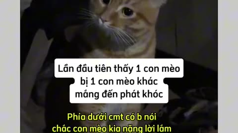 Đi chơi về muộn bị vk mắng cho khóc luôn😭😭😭😭