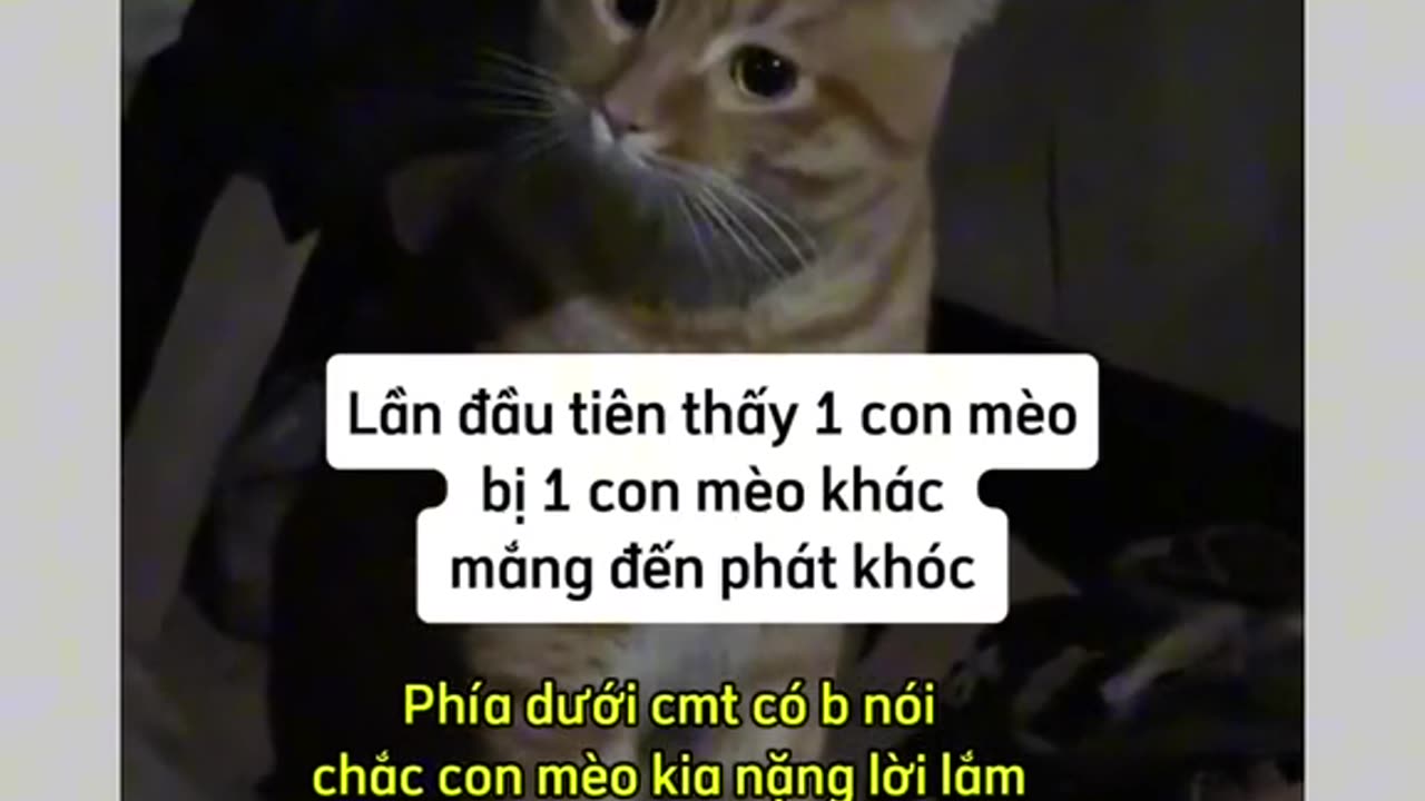 Đi chơi về muộn bị vk mắng cho khóc luôn😭😭😭😭