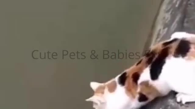 Clever Cat Cute Video🐱👓funny cats video🐱🚀 Try not to laugh