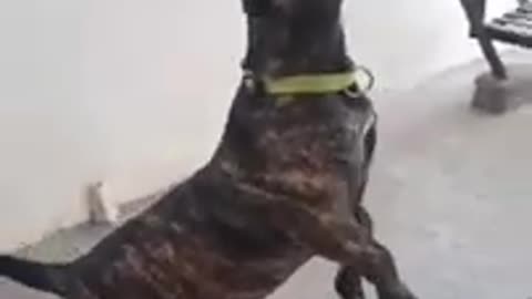 Funny angry dog 🐩