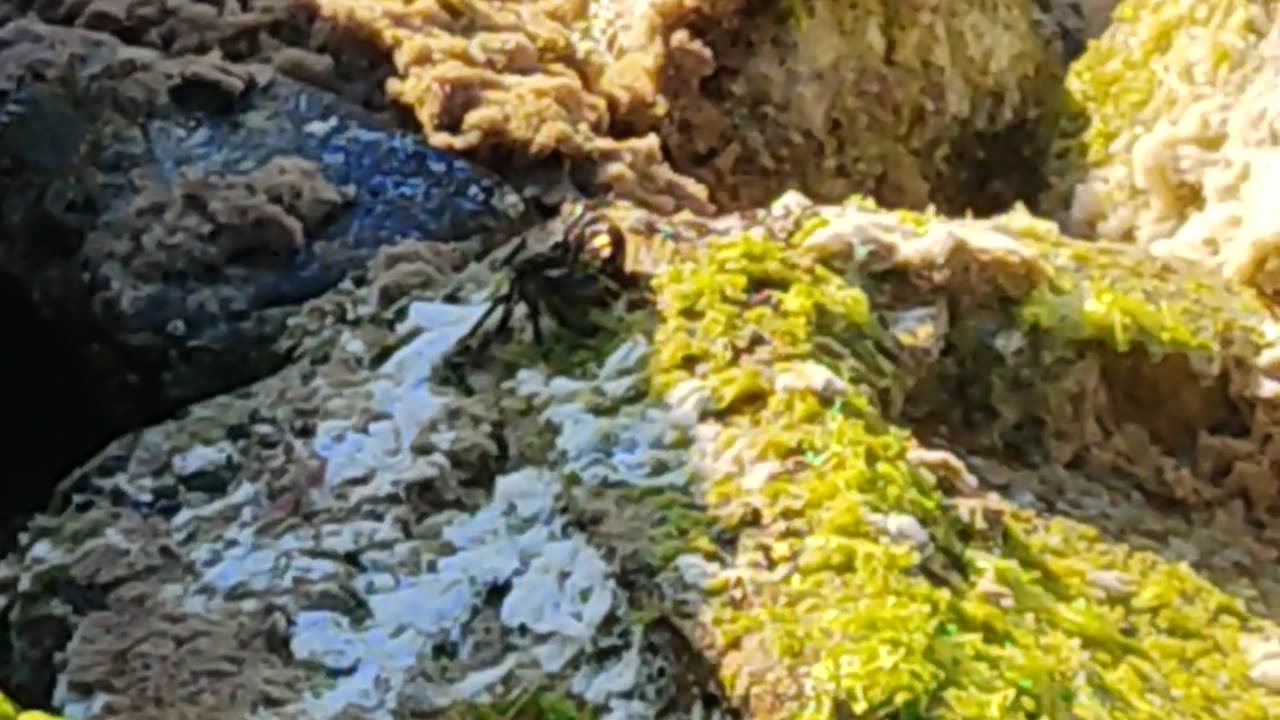 Crab caught eating on rock beach