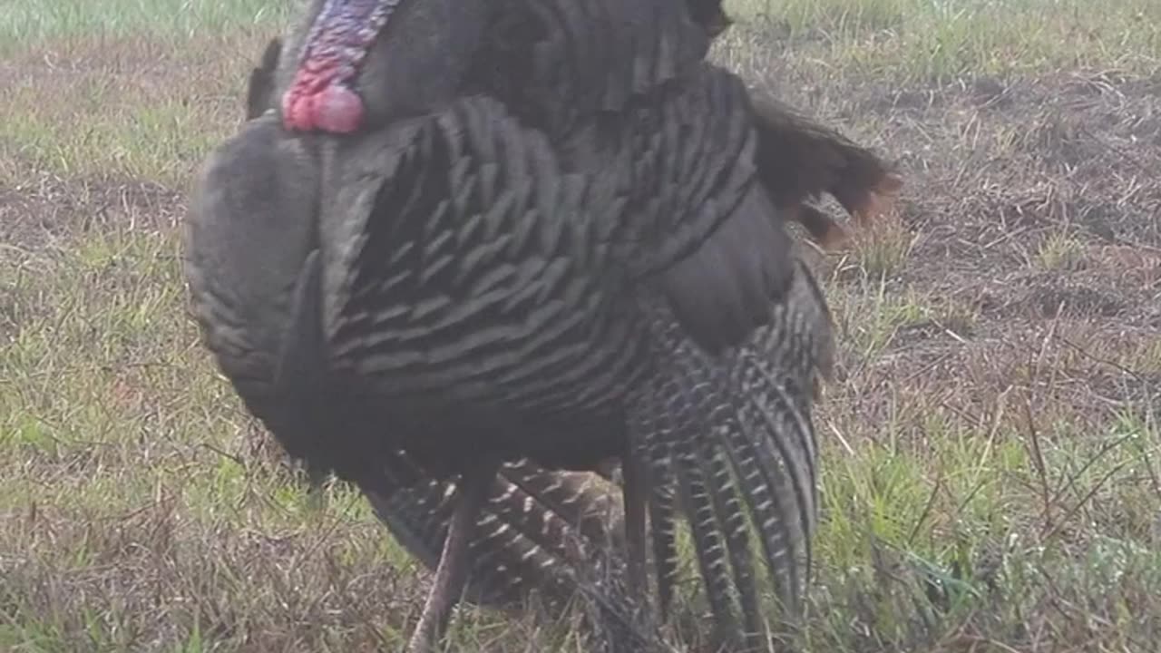 Osceola Turkey Fights with Decoy!