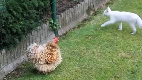 Cat (Dash) vs Chicken (Mora)