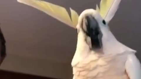 parrot