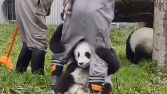 Not Stop Again And Again Series #11 Kids Panda Wanna Play With Staff