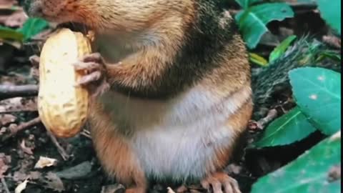 A squirrel peeling peanuts.