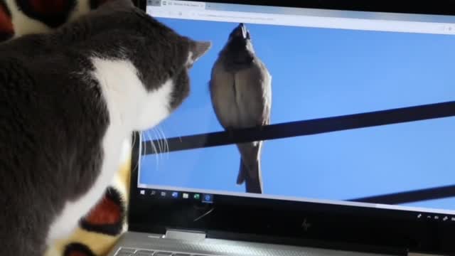 #reaction of the cat for the buddy in the laptop screen#