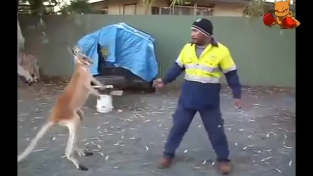 Boxing Kangaroo vs Human | Funny Animals