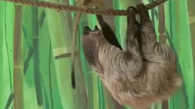 Funny animals monkey