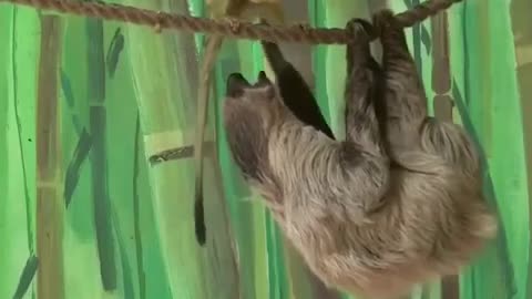 Funny animals monkey