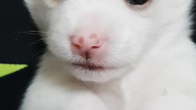 How about our puppy kick?