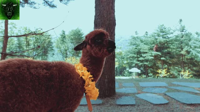 ❤ Cute and Adorable Baby Alpacas - llama ❤