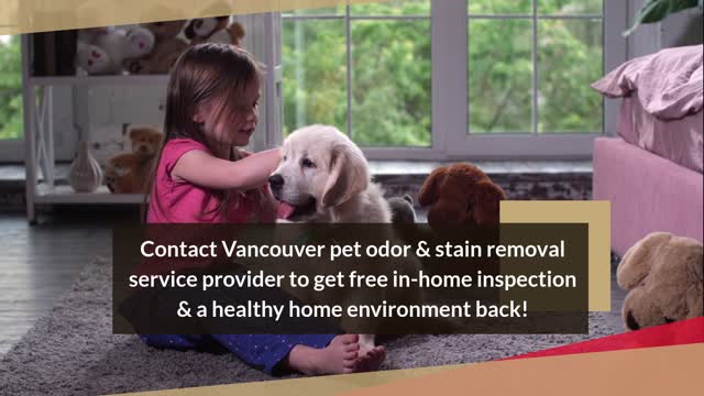 Pet Stain & Odor Removal Services Vancouver WA