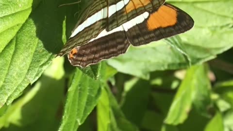 Cuidado para não confundir a borboleta-imperador-turquesa