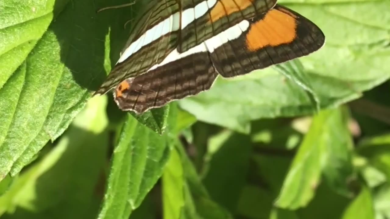 Cuidado para não confundir a borboleta-imperador-turquesa