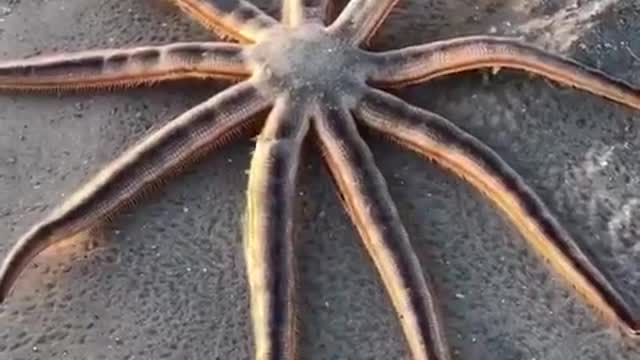 Have You Ever Seen Nine-Armed Sea Star 😳