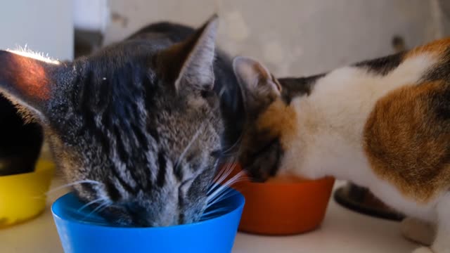 cute cats eating food