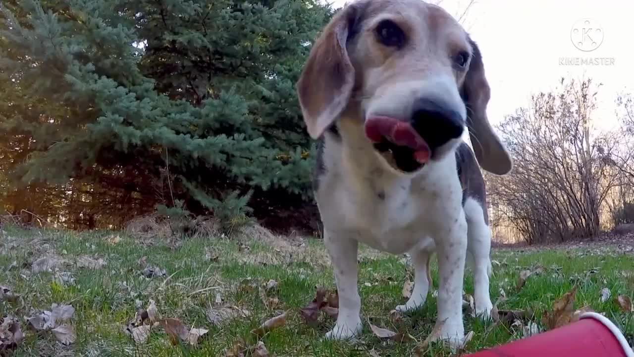 Hiding camera shows how sneaky beagle steals full cup of coffee
