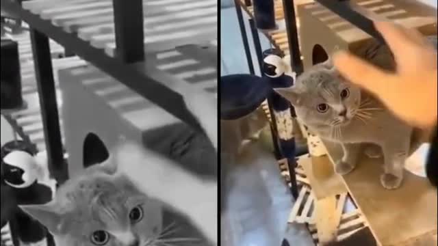 Funny Cats and Cute Kittens to make your laugh and share another laugh