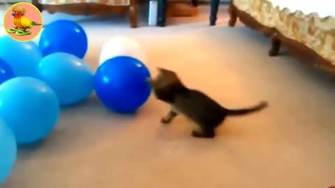 Cats Vs Balloon 😂 Funny Cats Playing With Balloon / Funny Cats Every day 😍