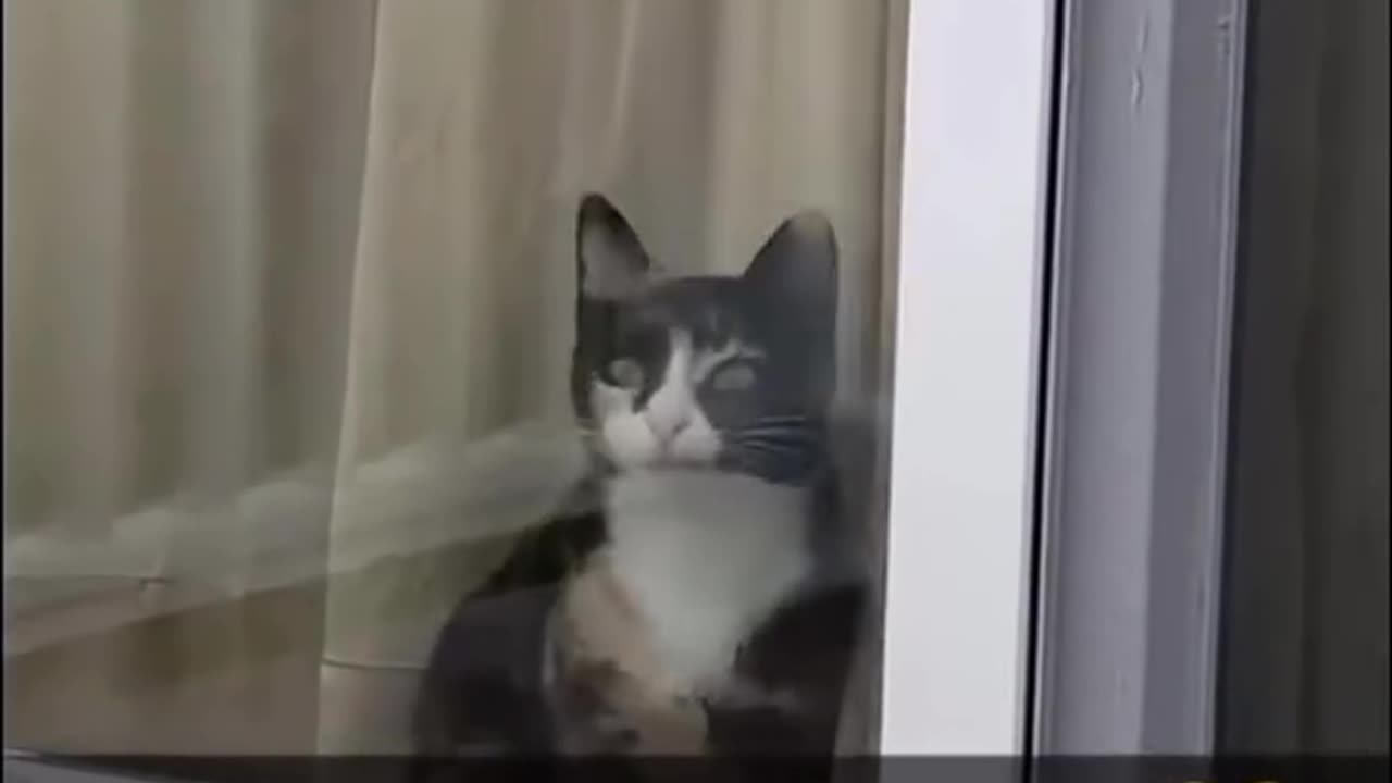 Funny and Cute Cats Videos #221