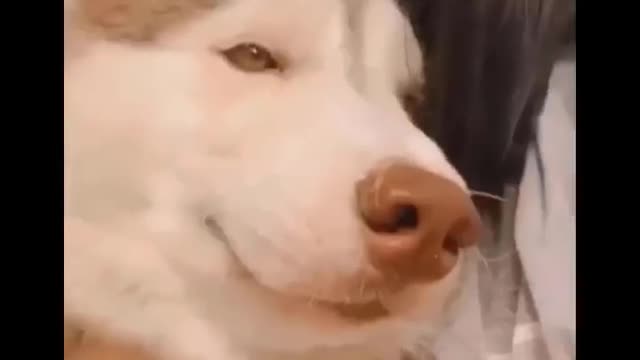 Videos Compilation The funniest and cutest animal moments our best friends