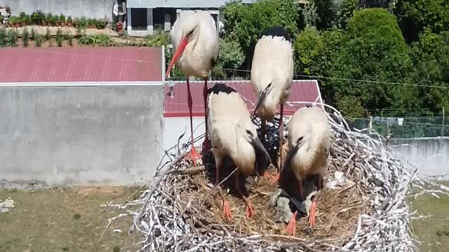 A Família das Cegonhas