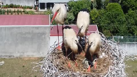 A Família das Cegonhas