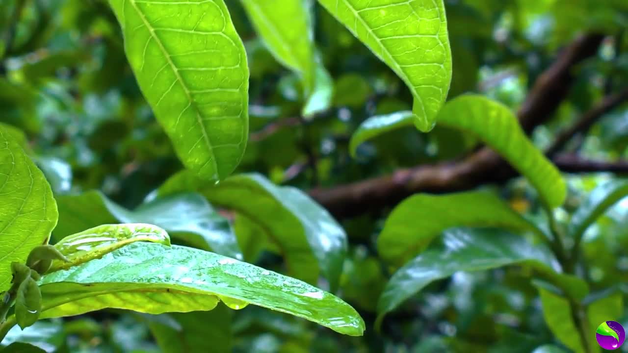 Enjoy Natural Beauty with Water flow from tip of plant