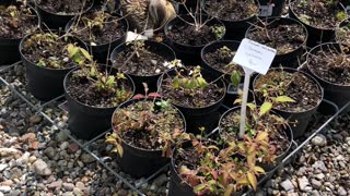 Duck Turning Eggs in Plant Nursery